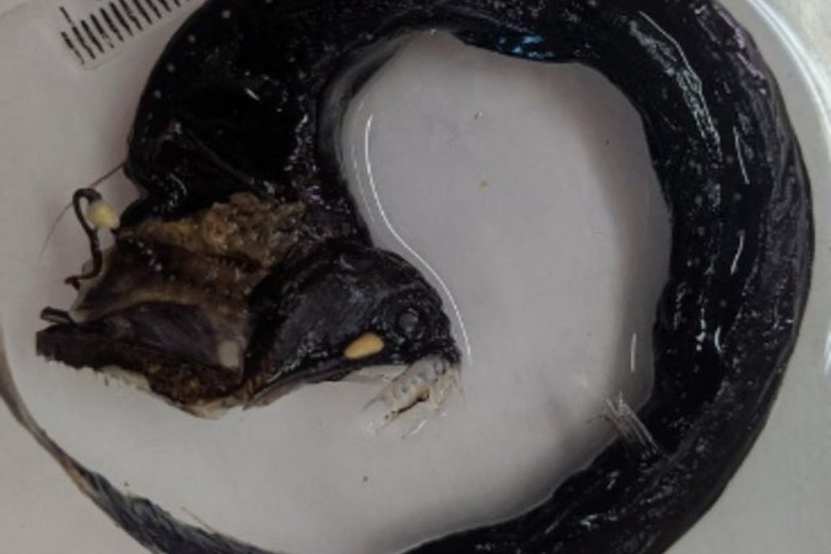 Cientistas descobrem nova espécie de peixe-dragão no Oceano Atlântico