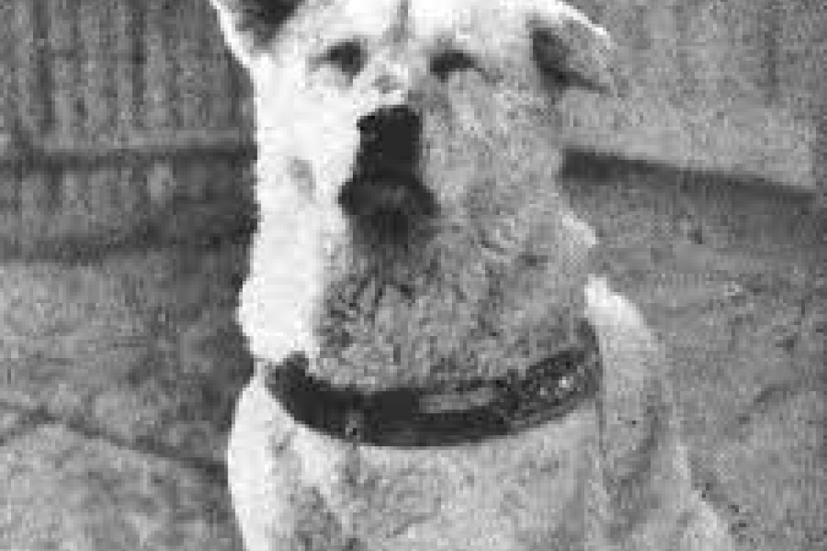 Hachiko: a história do cão japonês 'mais fiel do mundo'