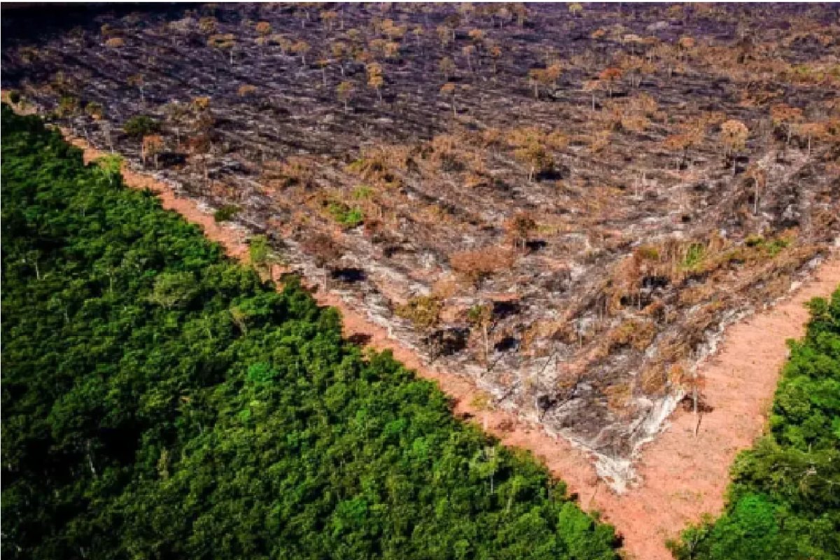 Polícia Federal desarticula garimpo ilegal em região de divisa entre Rondônia e Amazonas