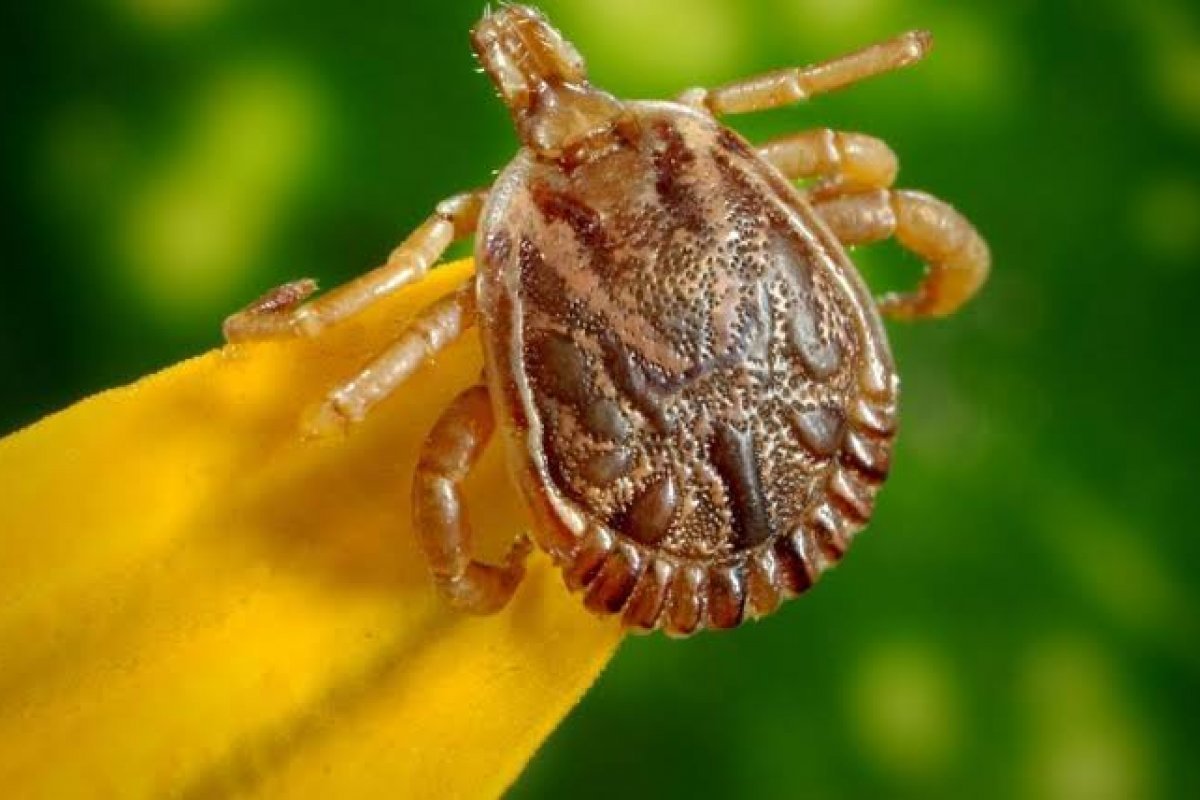 Novo kit de diagnóstico para a febre maculosa é aprovado pela Anvisa