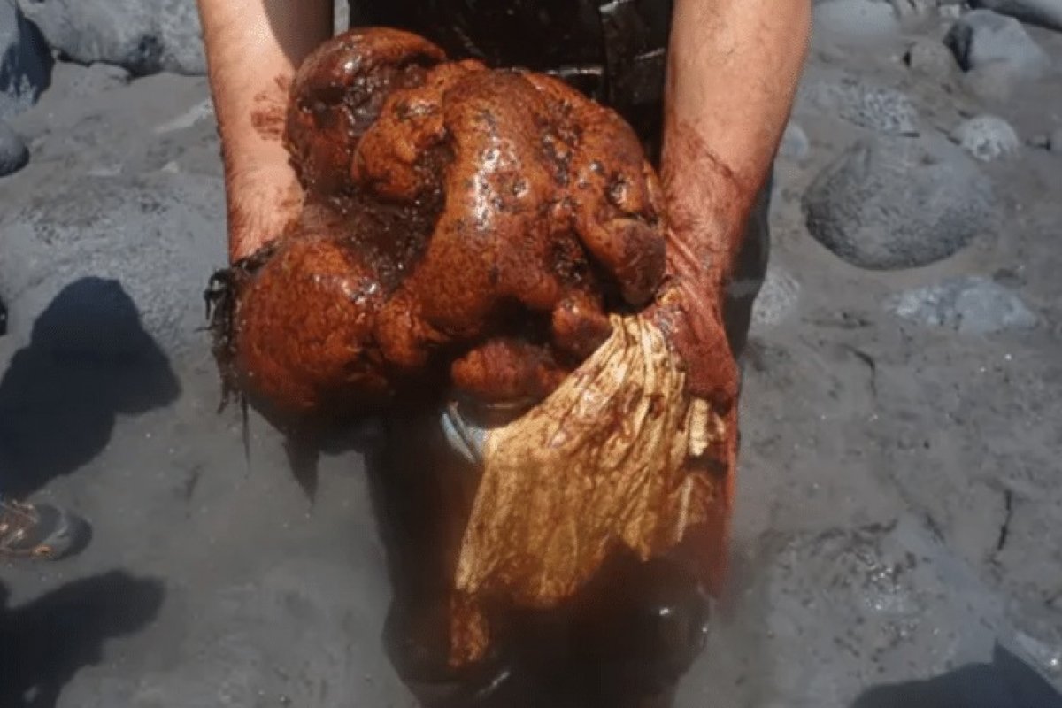 Patologista encontra pedra rara em intestino de baleia morta na Espanha