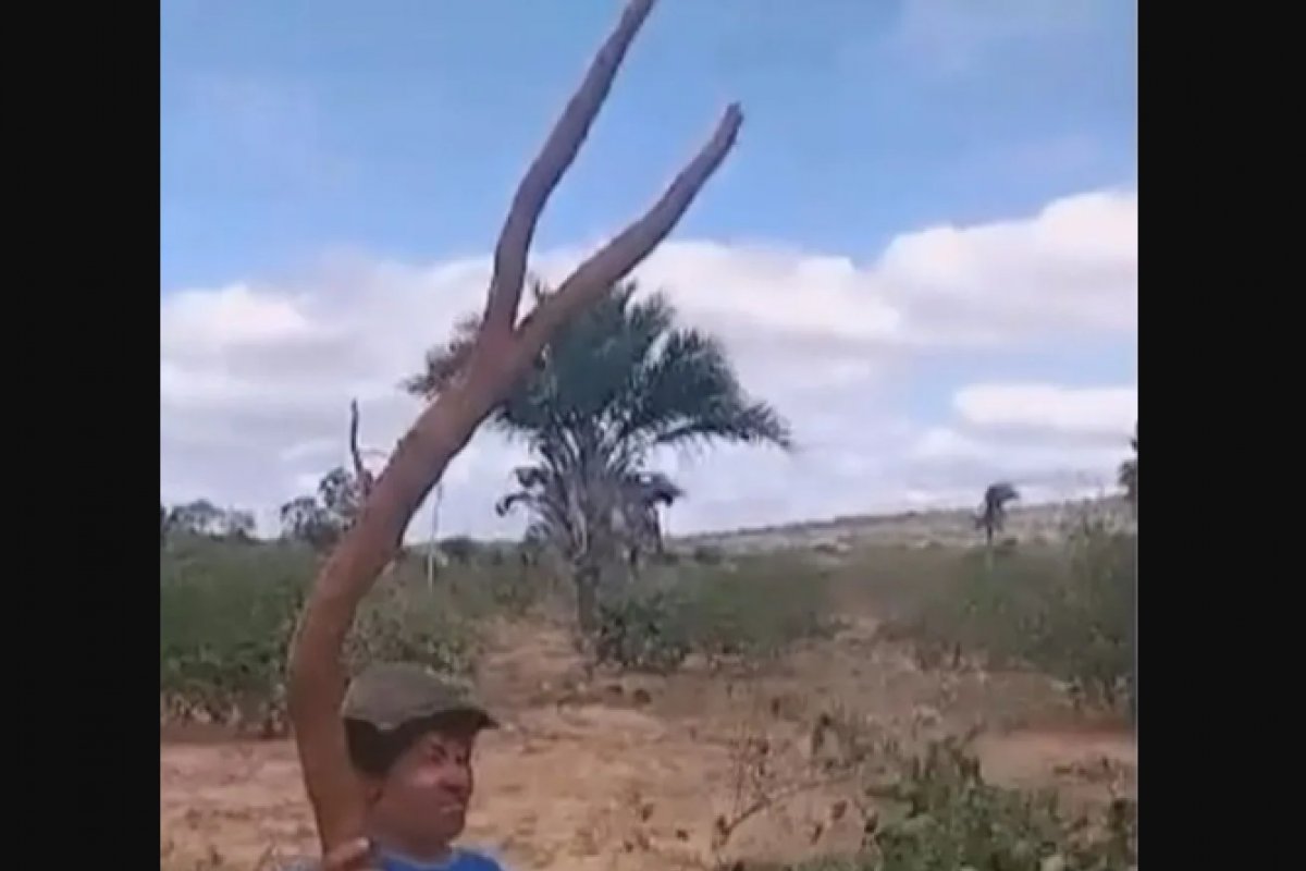 Agricultor familiar colhe mandioca gigante de três metros em zona rural da Bahia