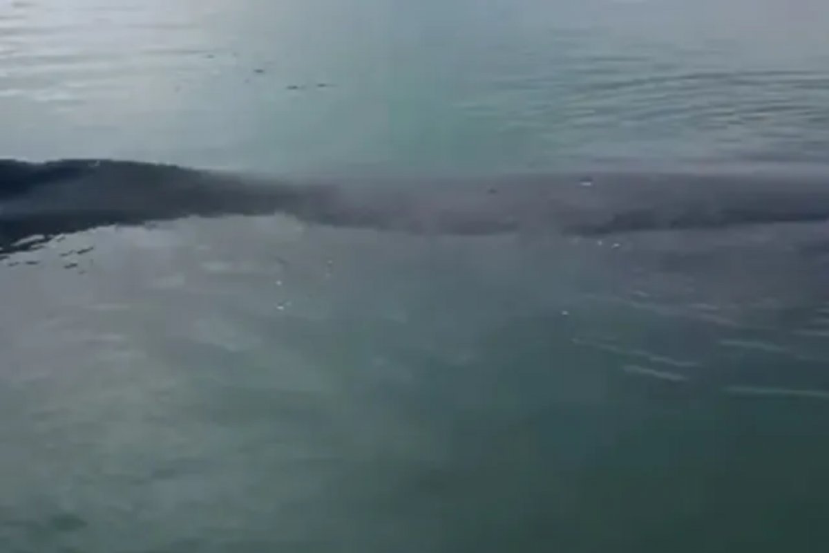 Vídeo: baleia encalha na Baía-de-Todos-os-Santos