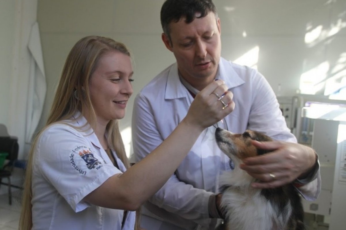 Pesquisa indica bons resultados com uso de maconha no tratamento de pele de cães