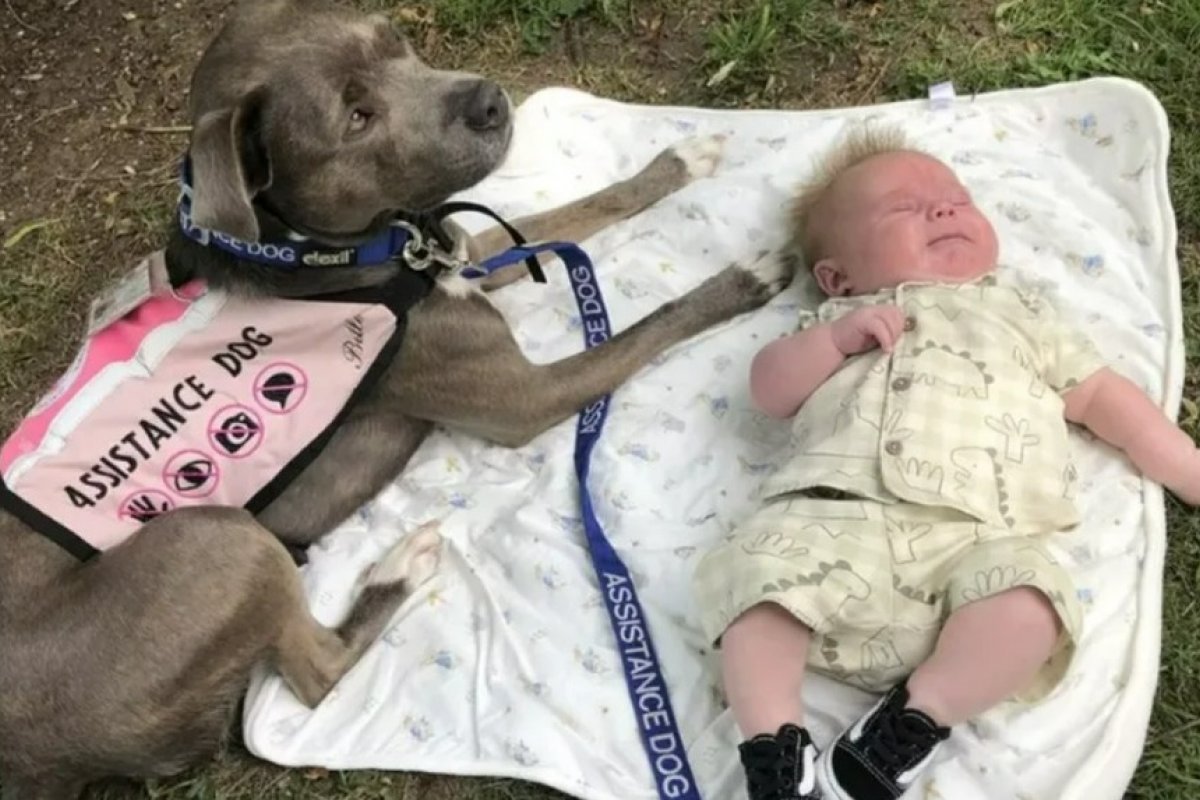 Cadela ajuda tutora com autista em parto e ganha prêmio de 'Pet do Ano'