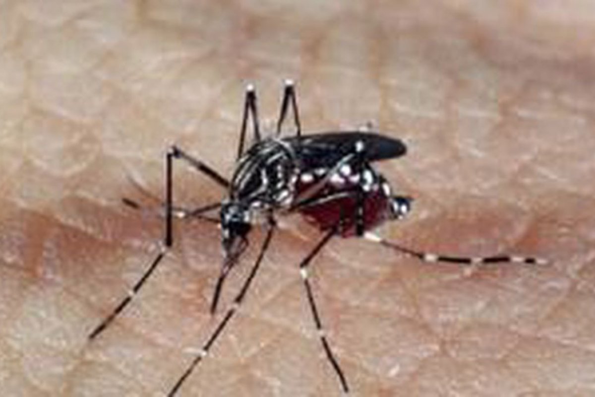 Casos de dengue grave aumentam 168% na Bahia, mas mortes diminuem