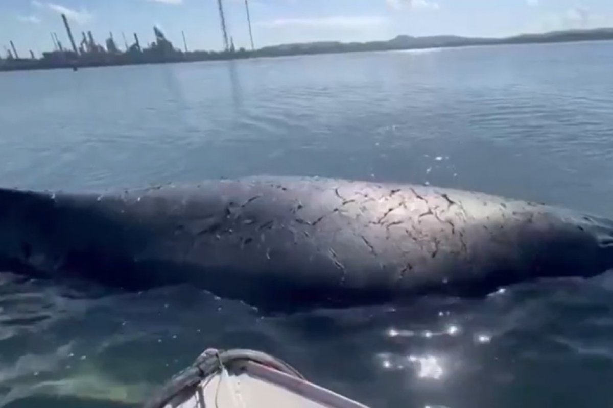 Baleia encalhada é filmada na Baía de Todos-os-Santos