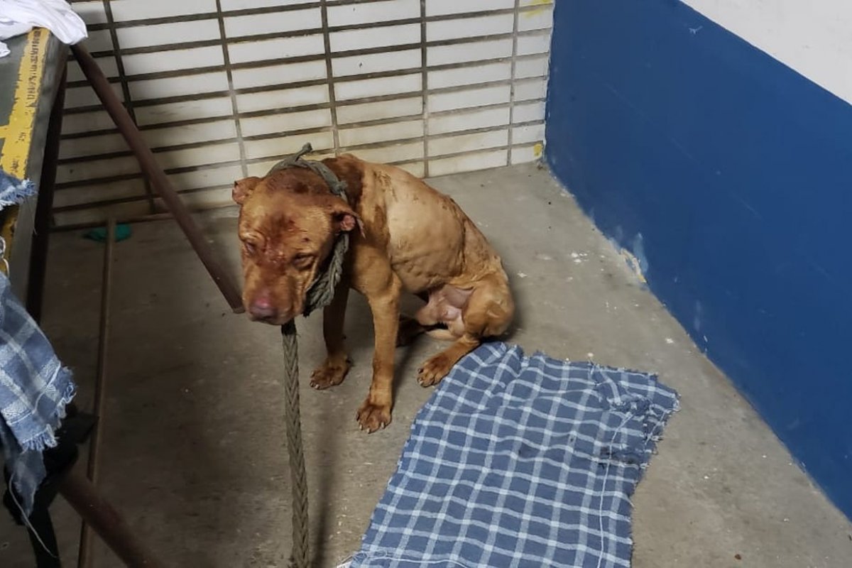Mais de dez pit bulls feridos são resgatados de uma rinha pela Polícia Civil