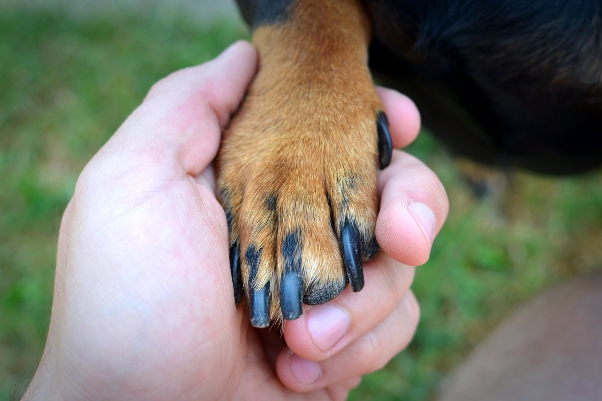 Unhas dos pets pode revelar saúde ou patologias dos animais