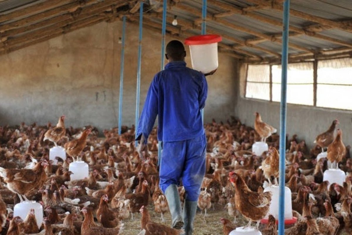 ONU e OMS alertam sobre risco para humanos após surtos de gripe aviária
