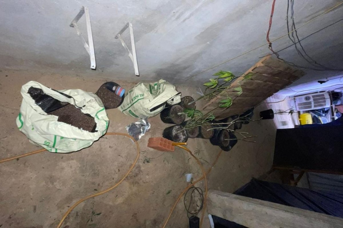 Polícia desmonta laboratório de maconha cultivado por produtor musical em Itacaré