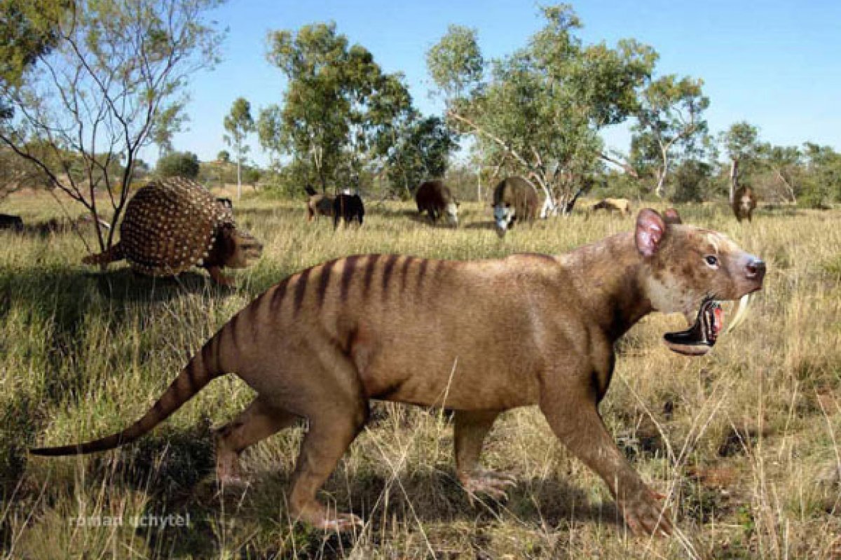 Espécies de animais gigantes que desapareceram há 50 mil anos eram portadores de uma doença óssea grave, aponta estudo