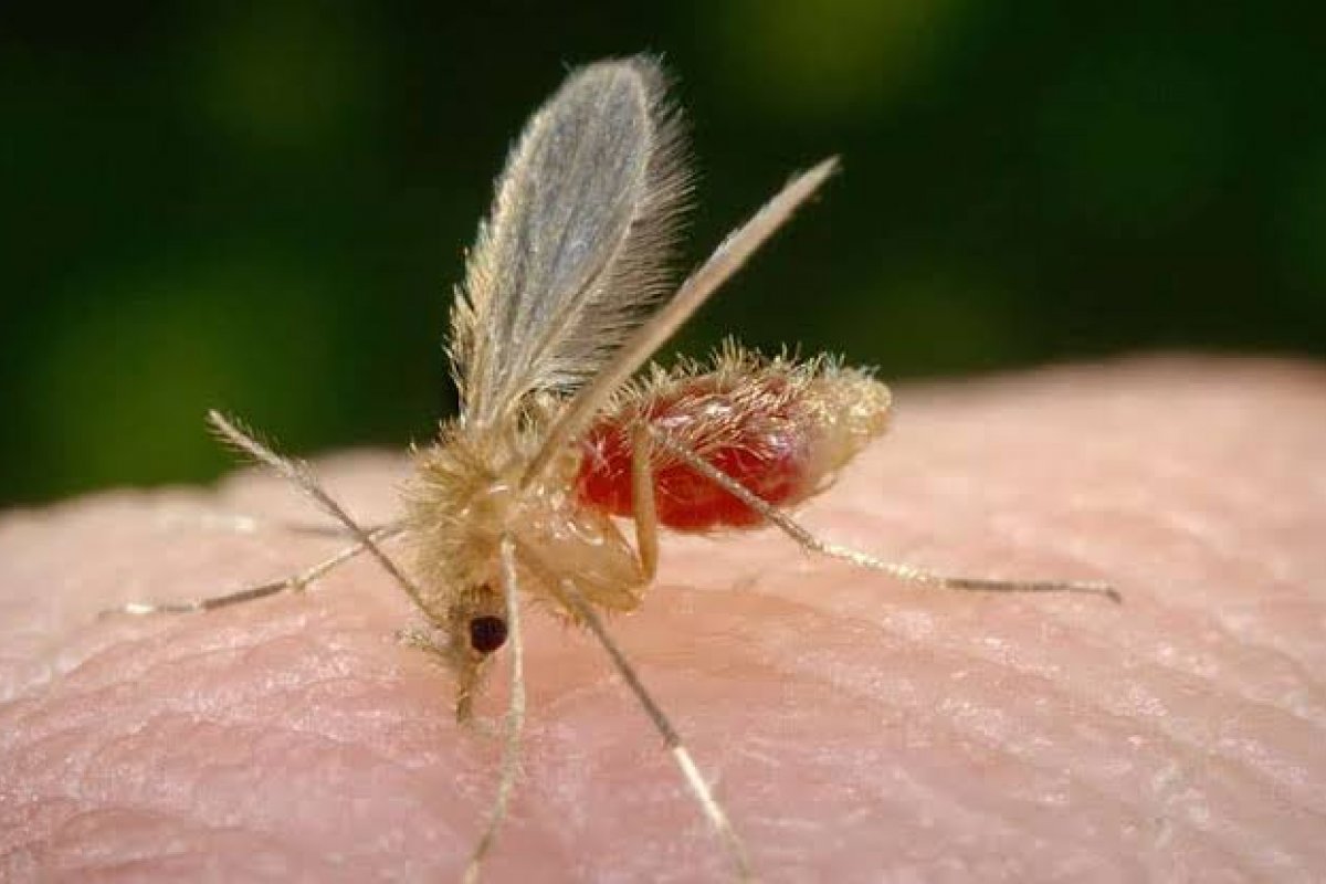 Fiocruz aponta aumento de leishmaniose em cães e demonstra preocupação para a doença em humanos