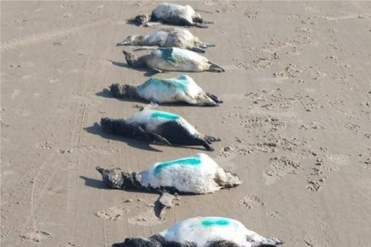 Ciclone extratropical pode ser responsável por morte de milhares de pinguins no Oceano Atlântico
