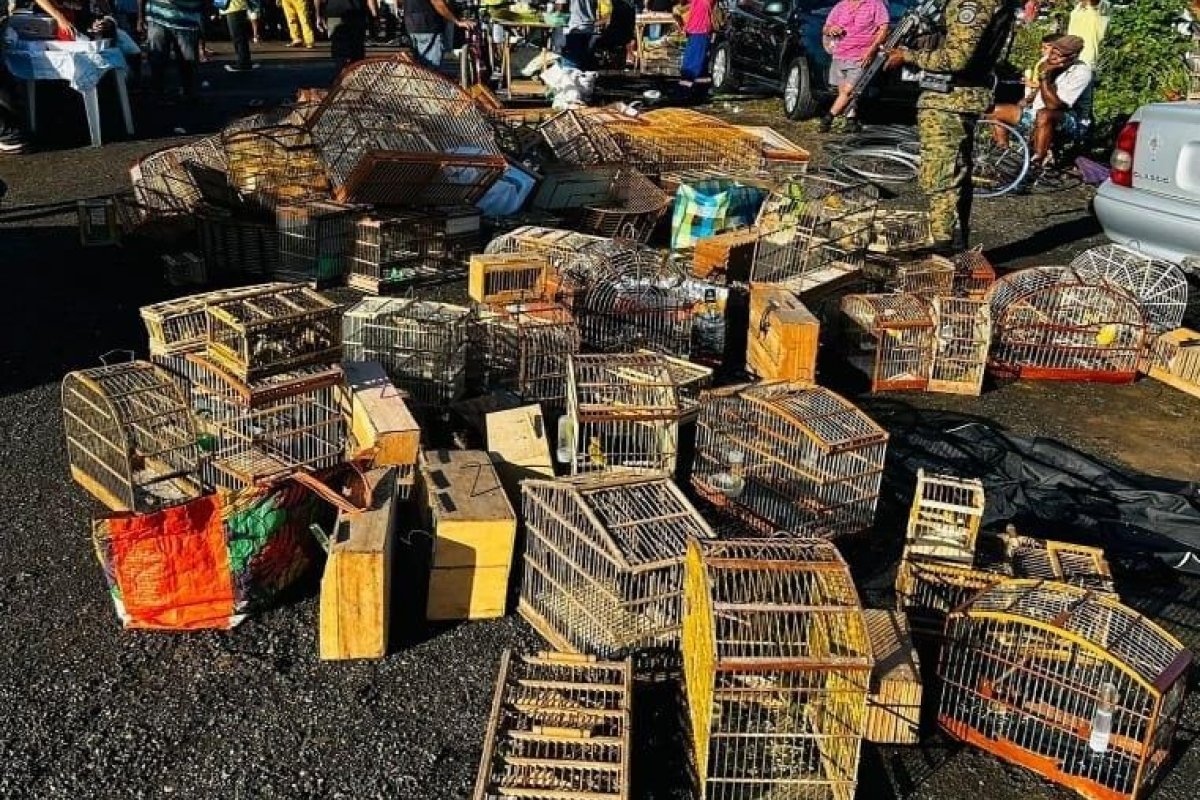 Coppa apreende cerca de 240 aves silvestres em Feira Livre de Simões Filho