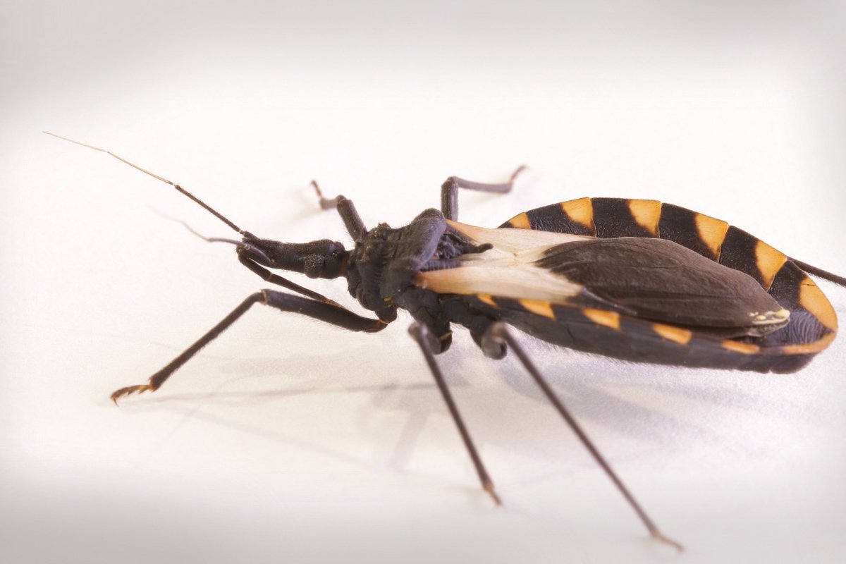 Surto da Doença de Chagas no norte da Bahia acende alerta para prevenção
