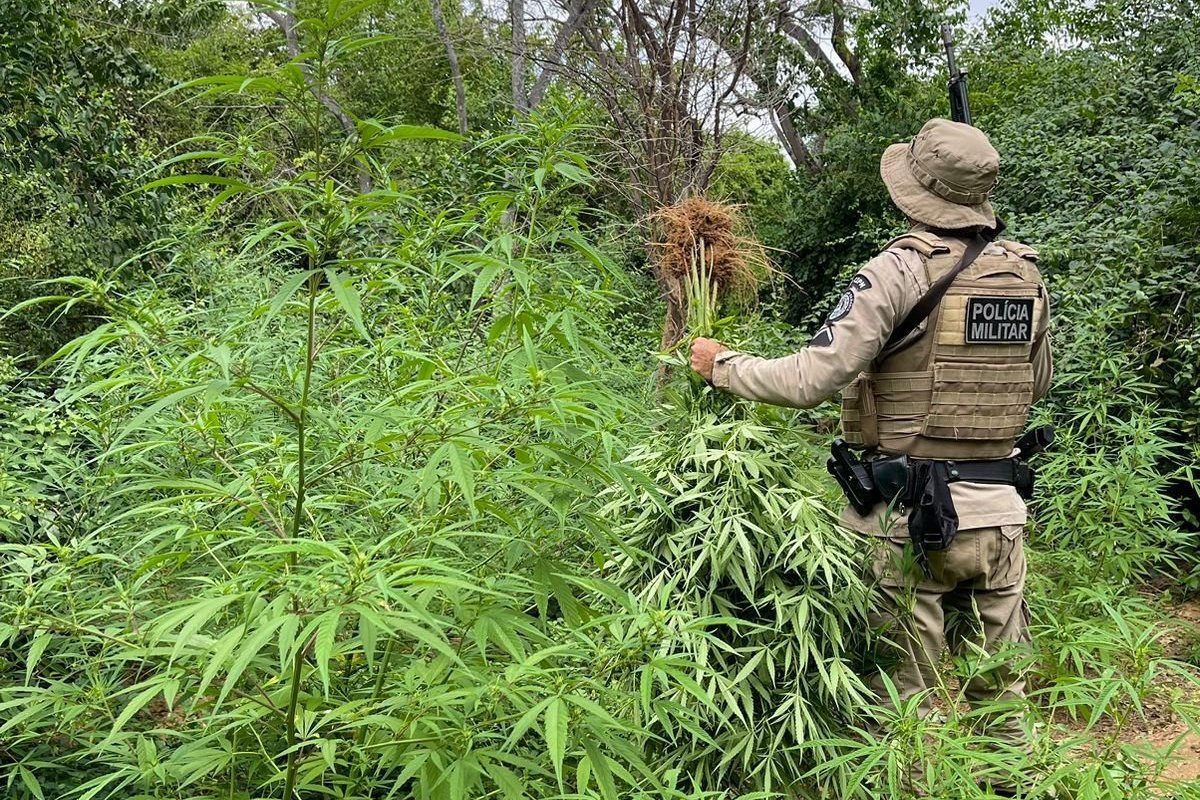 PM erradica mais de 15 mil pés de maconha no norte da Bahia