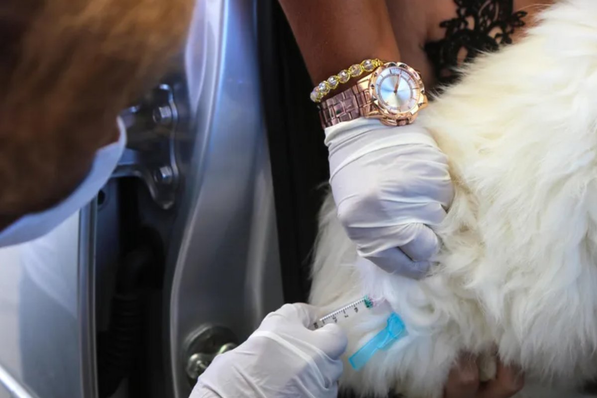 Campanha de Vacinação Antirrábica Animal de Salvador inicia nesta segunda-feira (31)