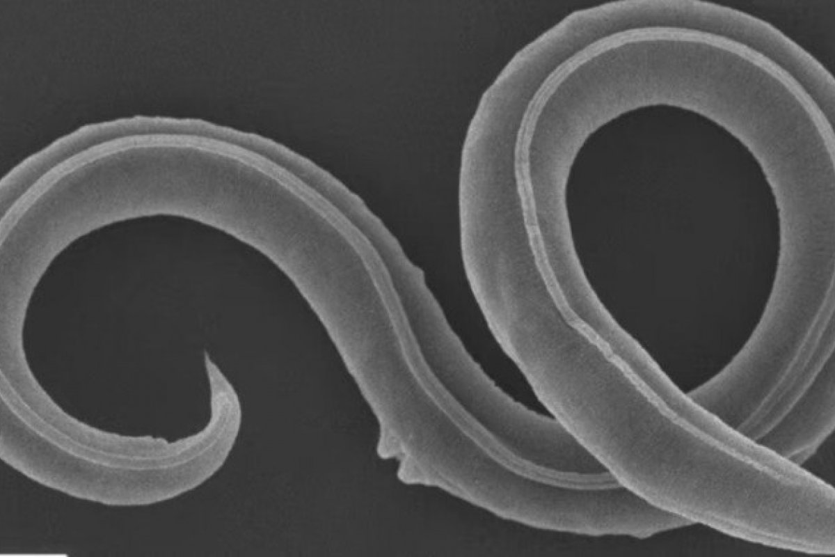 Cientistas revivem verme congelado há 46 mil anos