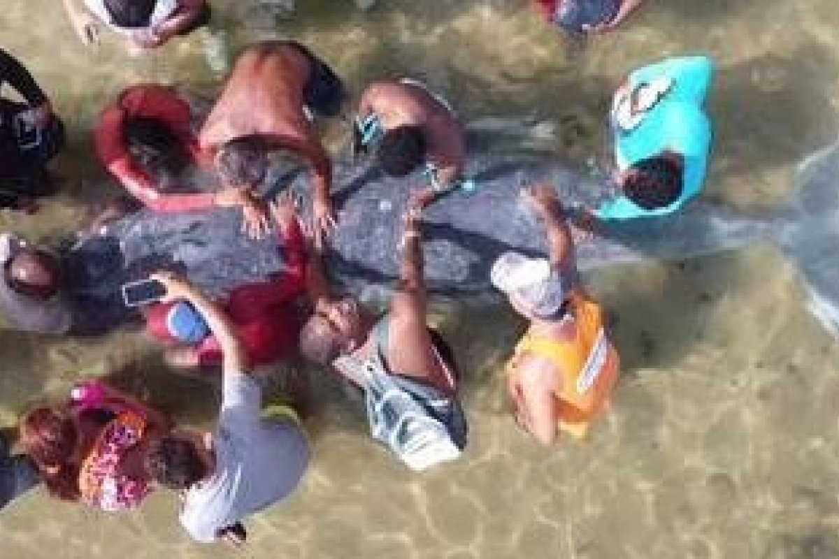 Filhote de baleia jubarte encalha na praia de Itapuã, em Salvador
