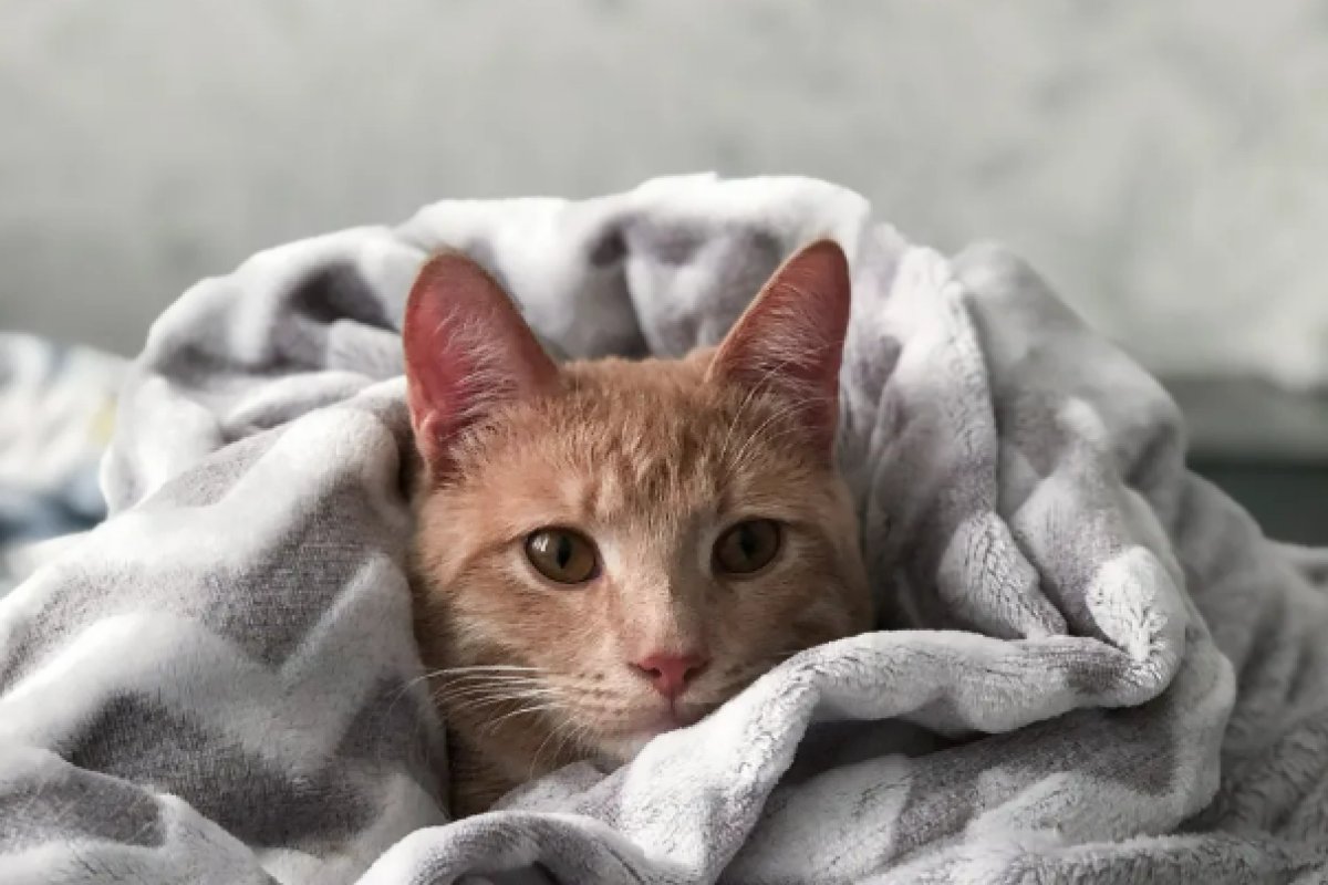 Saiba o que pode causa e como tratar gripe em cães e gatos