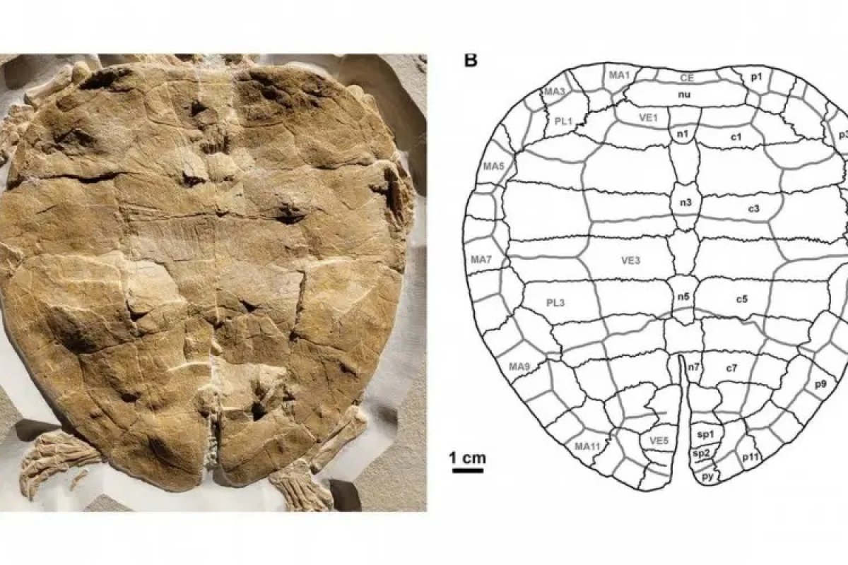 Descoberta revela fóssil raro de tartaruga marinha de 150 milhões de anos na Alemanha