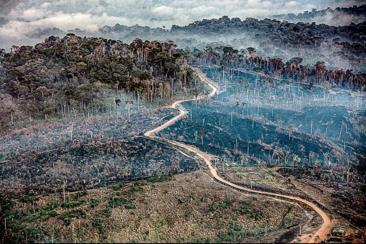 Desmatamento na Amazônia atinge menor marca em quatro anos