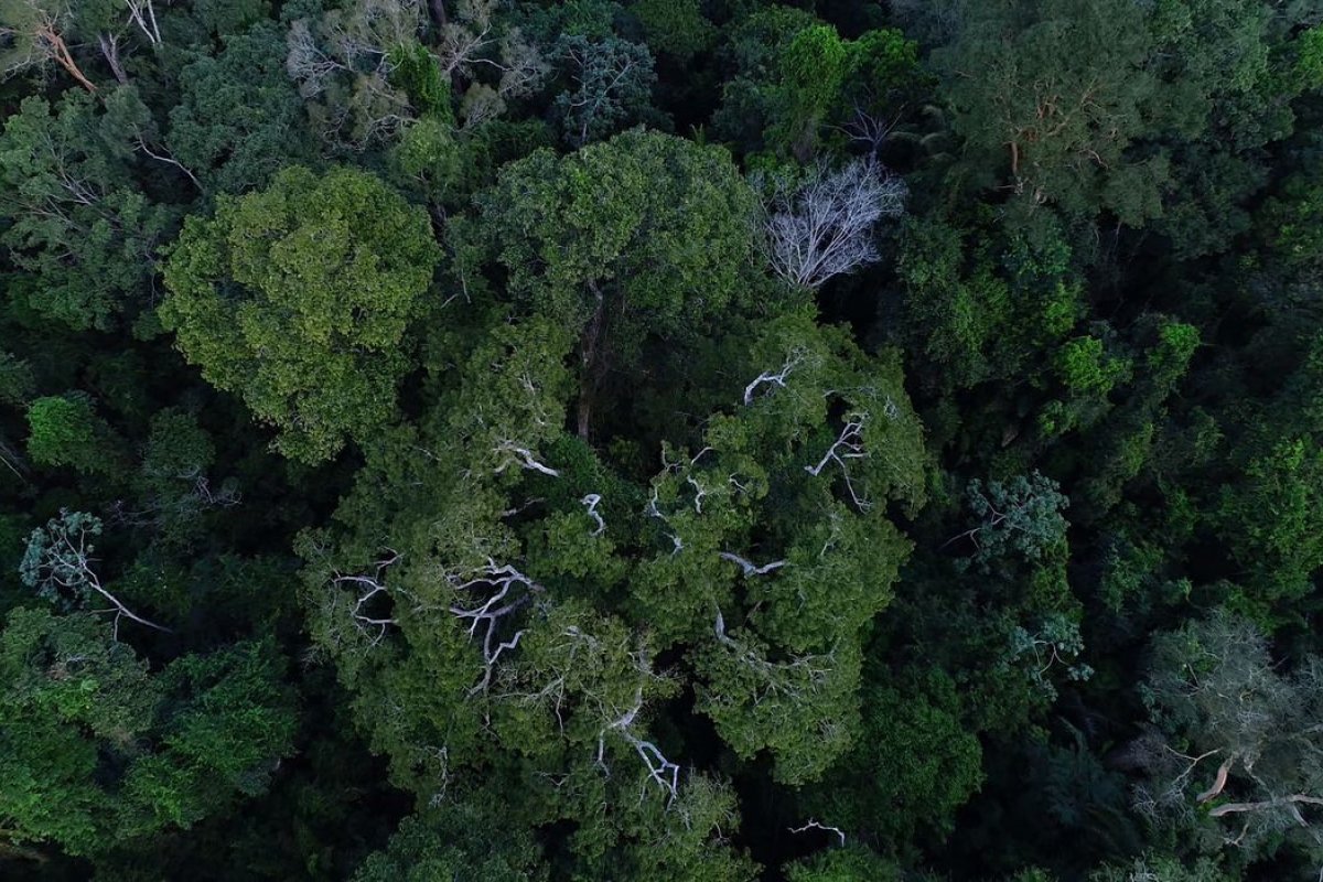 Evento que antece Cúpula da Amazônia começa em Belém nesta sexta-feira (4)