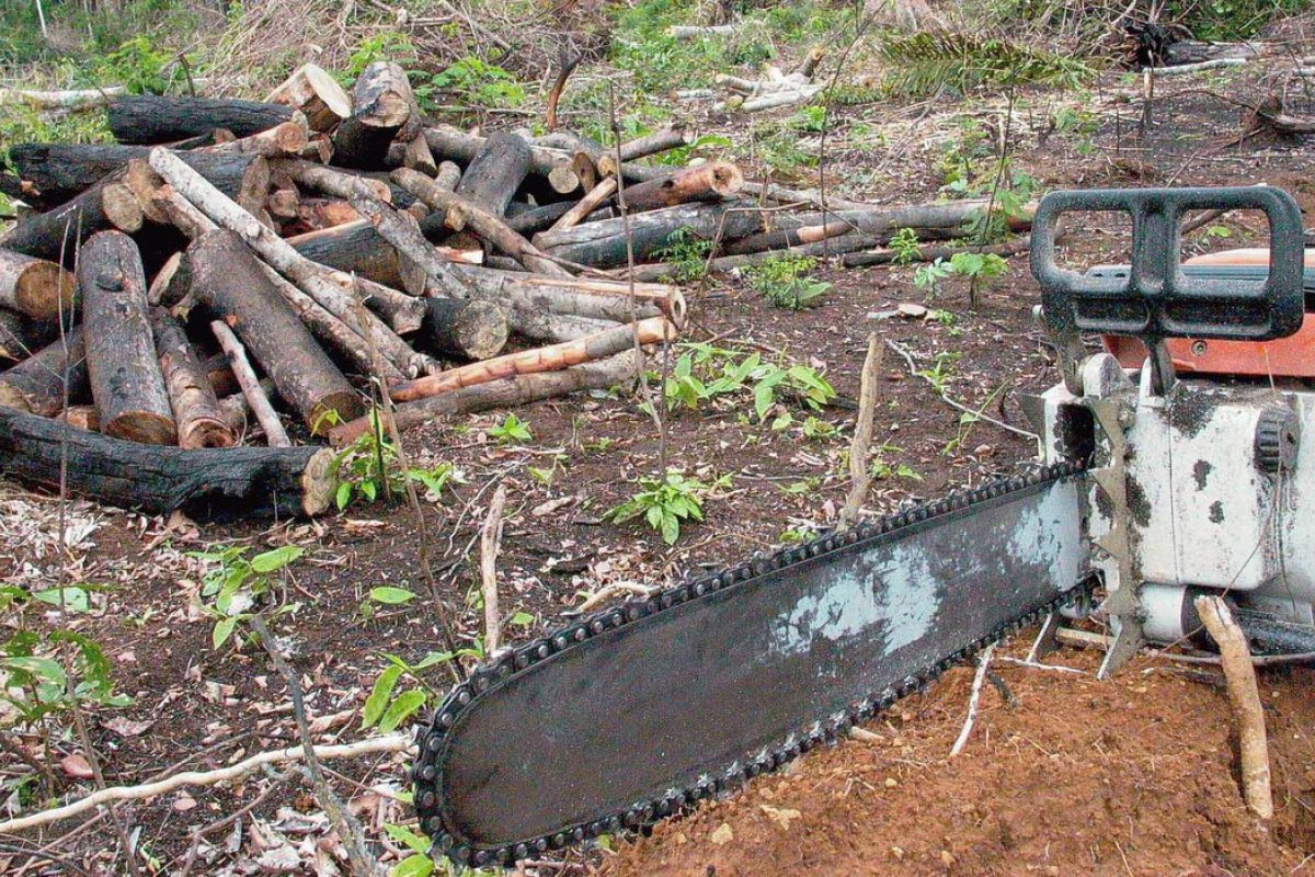 Empresário preso por desmatamento emite 3,2 milhões de toneladas de CO2 na Amazônia