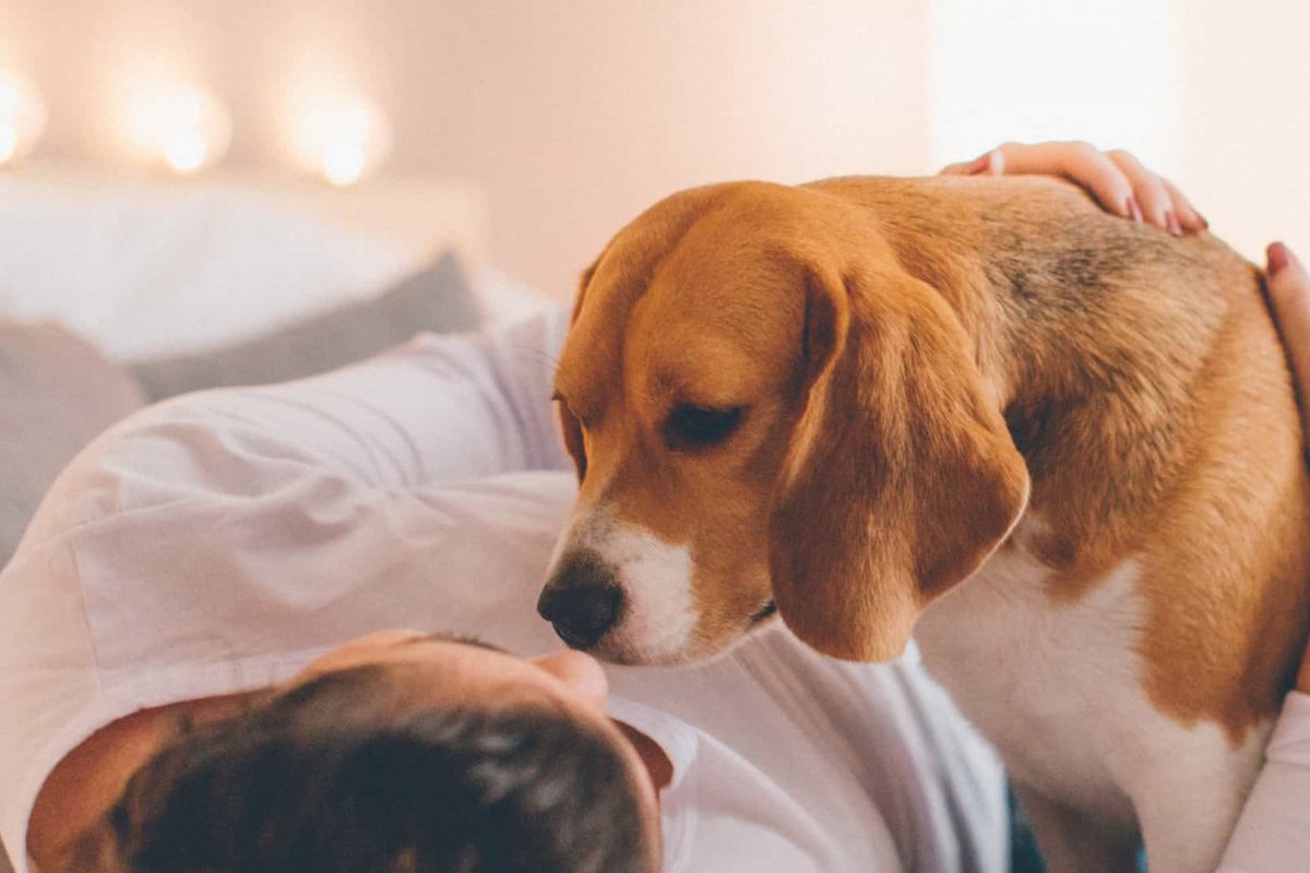 Rapamicina: cientistas testam se medicamento pode ajudar cães idosos a viver mais