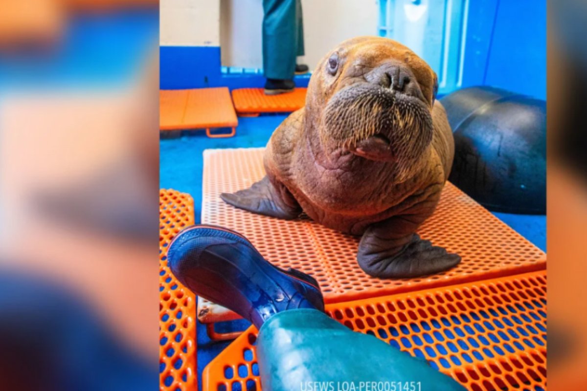 Filhote de morsa é resgatado após ser encontrado vagando sozinho longe do habitat