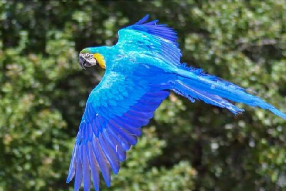 Procurador Geral da República envia à unidade do MPF na Bahia pedido de apuração sobre tráfico de arara-azul-de-lear