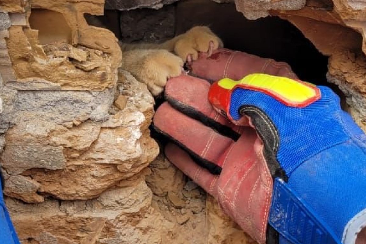 Bombeiros resgatam gato preso entre muros no sudoeste da Bahia