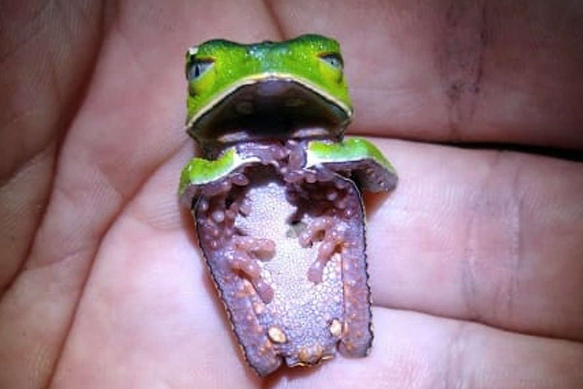 Espécie rara de "perereca-macaco" é encontrada em mata por pesquisadores