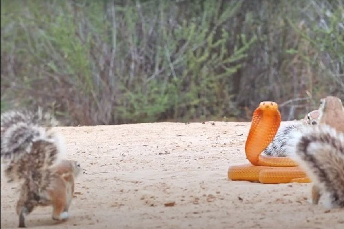 Vídeo: grupo de esquilos e mangusto montam força tarefa para enfrentar cobra naja