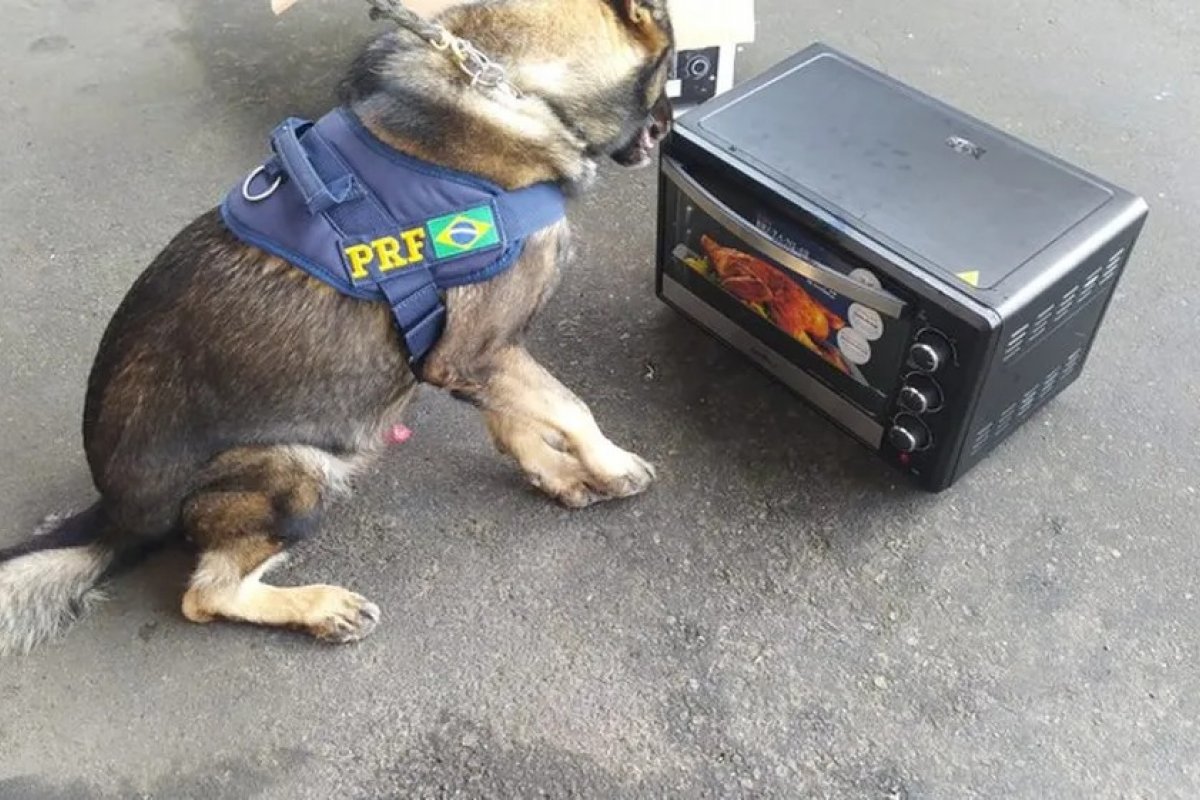 Cães farejadores encontram cocaína escondida dentro de micro-ondas em ônibus
