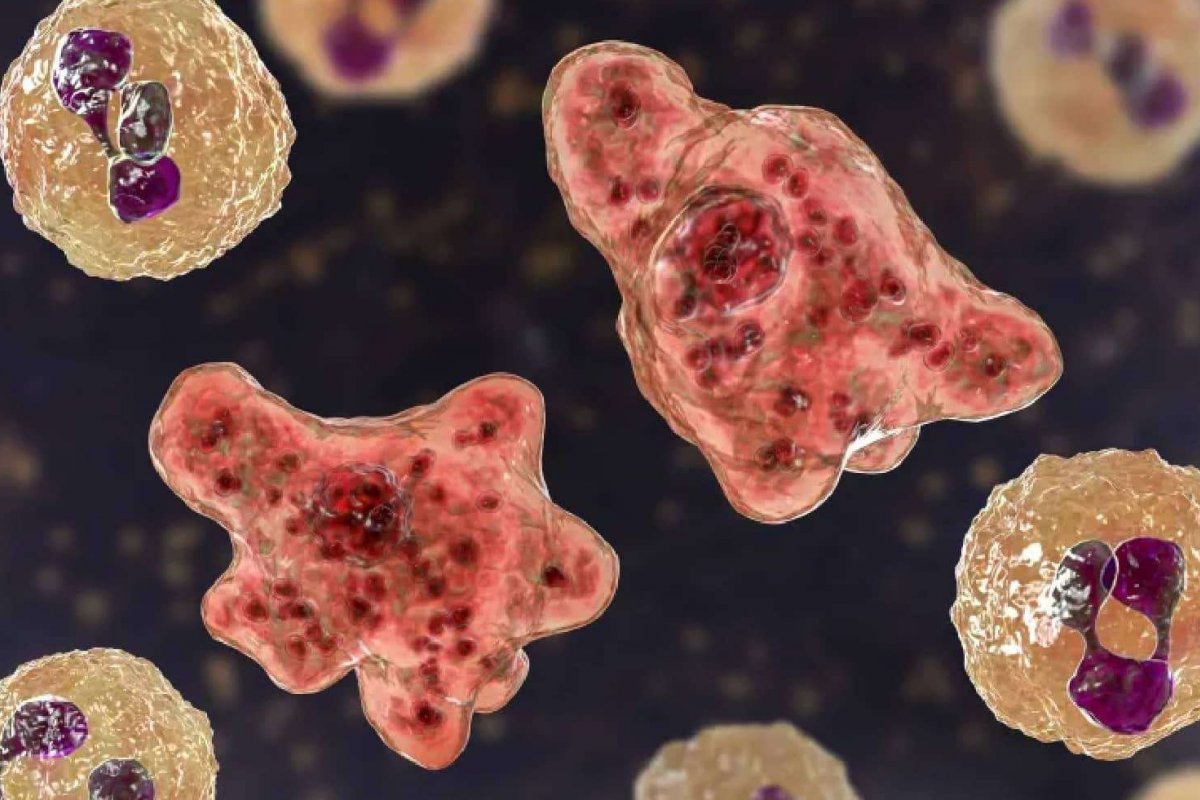 Ameba comedora de cérebro: um parasita letal e ameaçador que preocupa especialistas
