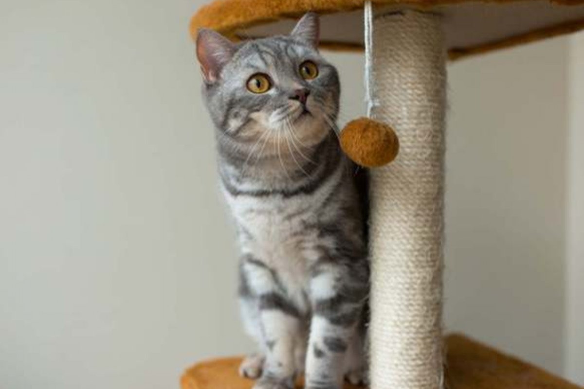 Adotou um gato? Aqui estão 7 cuidados essenciais para o seu novo felino