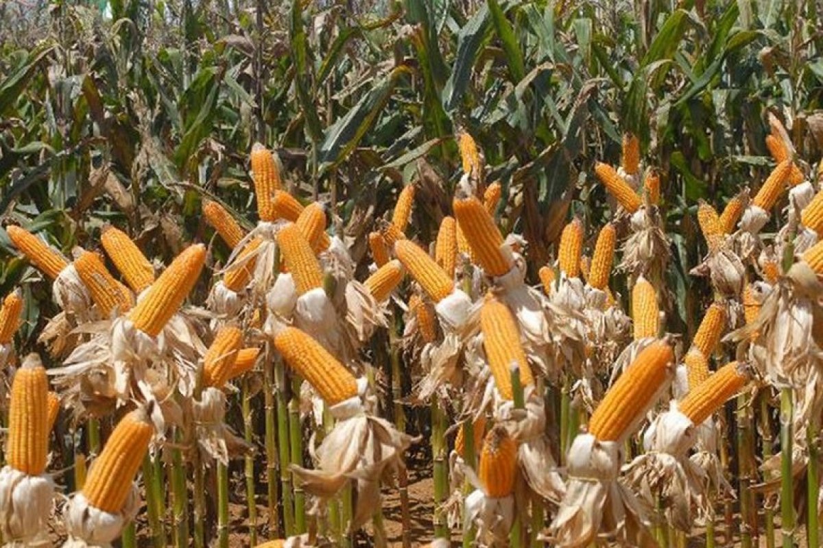 Produção baiana de grãos deve crescer 12,1%, aponta Conab