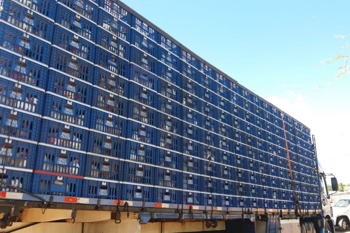 Carretas com 5.700 aves ilegais são apreendidas na divisa com MG