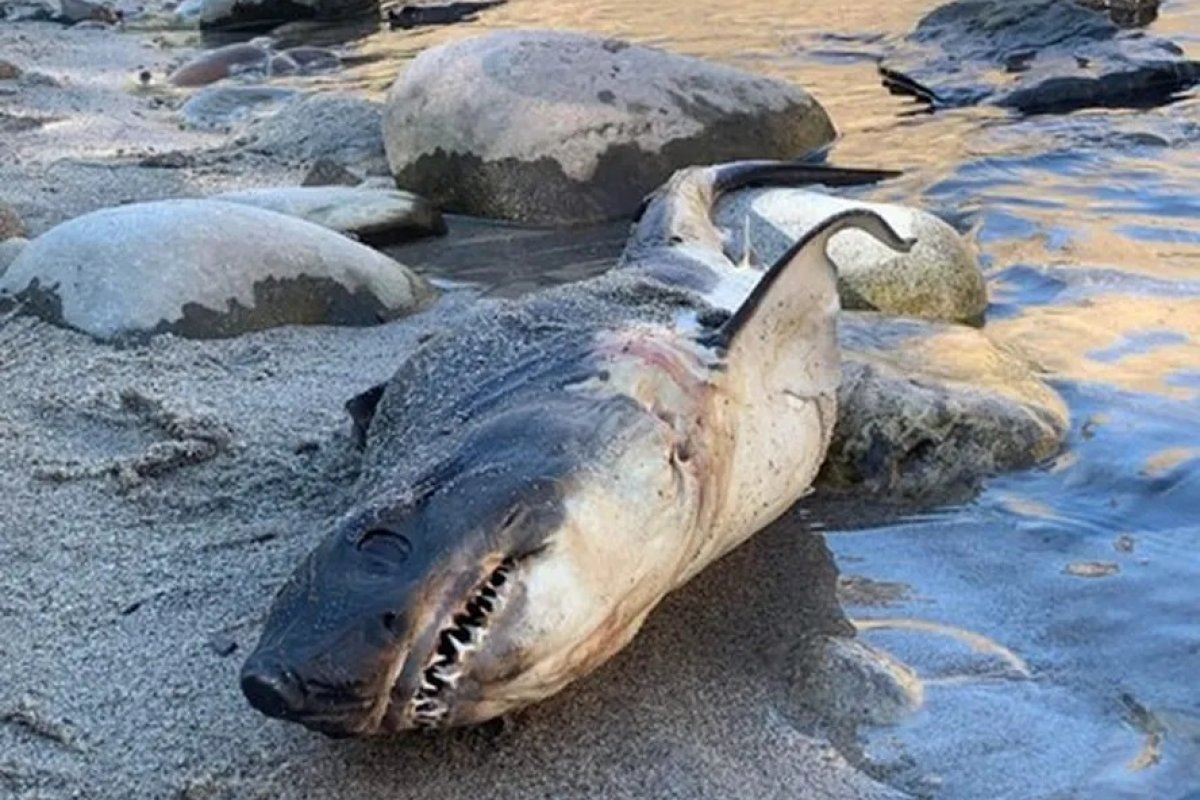 Tubarão-salmão é encontrado a 850 km do litoral americano