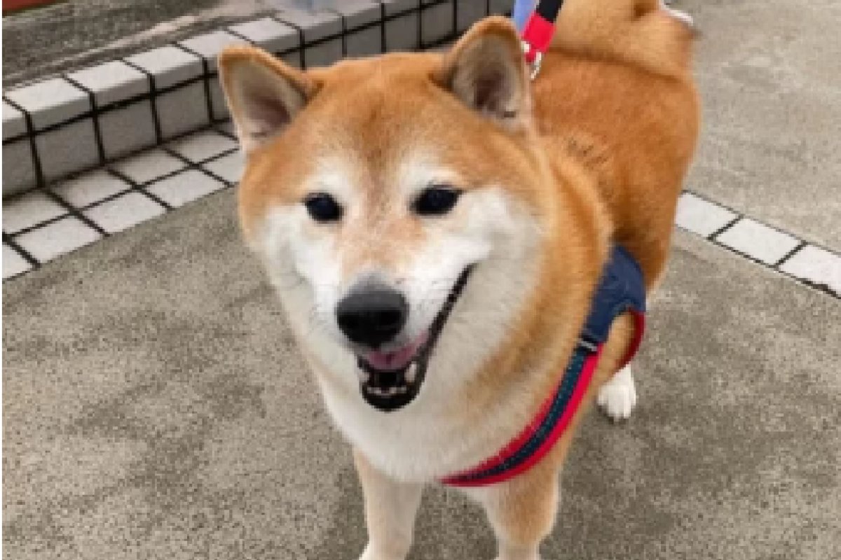 Falece Cheems Balltze, o Shiba Inu dos Memes de Criptomoedas