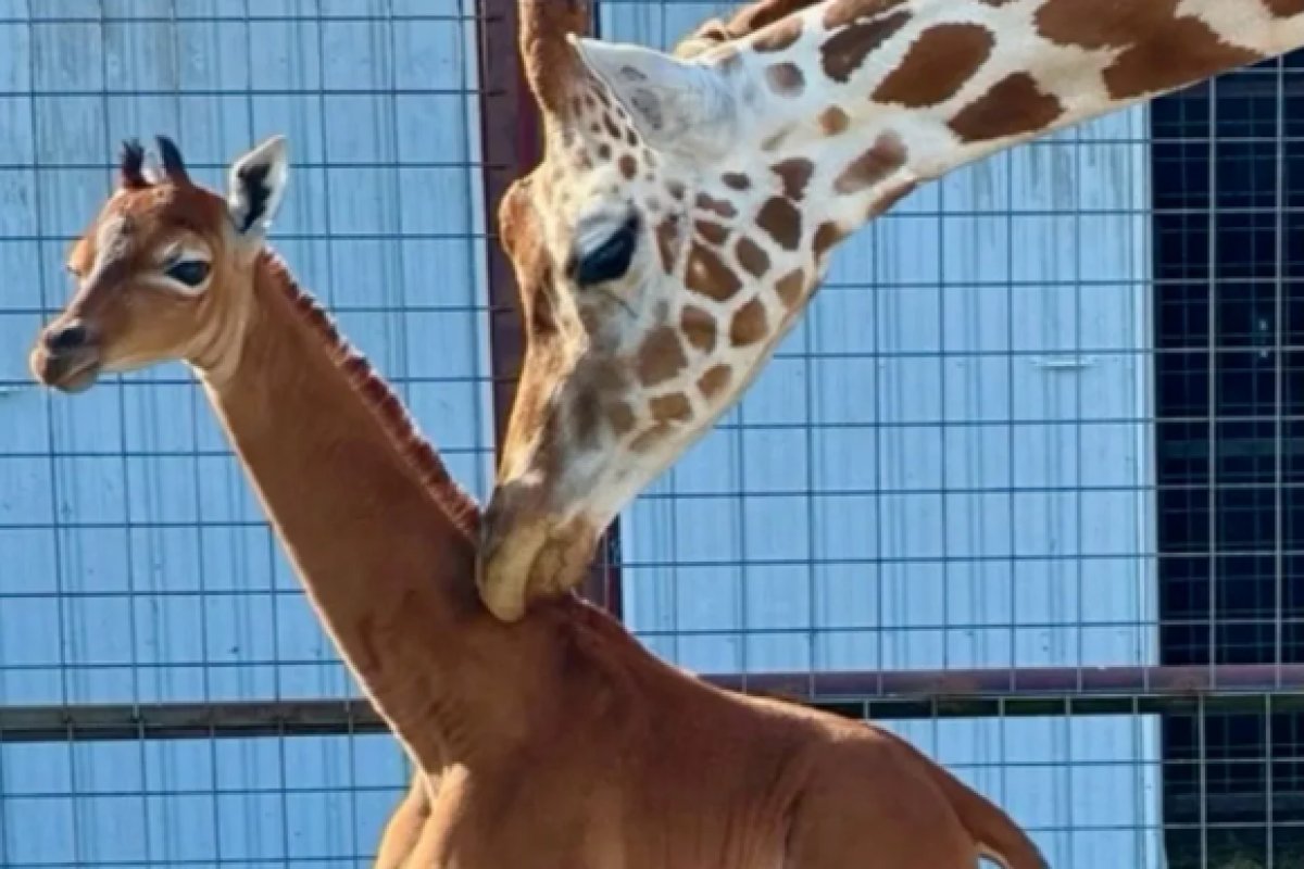 Girafa sem manchas nasce em zoológico nos EUA