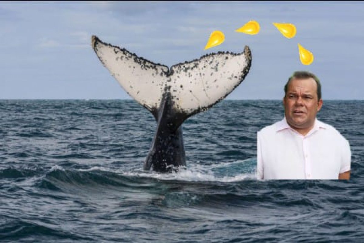 E Baleia micta? Na Bahia micta!