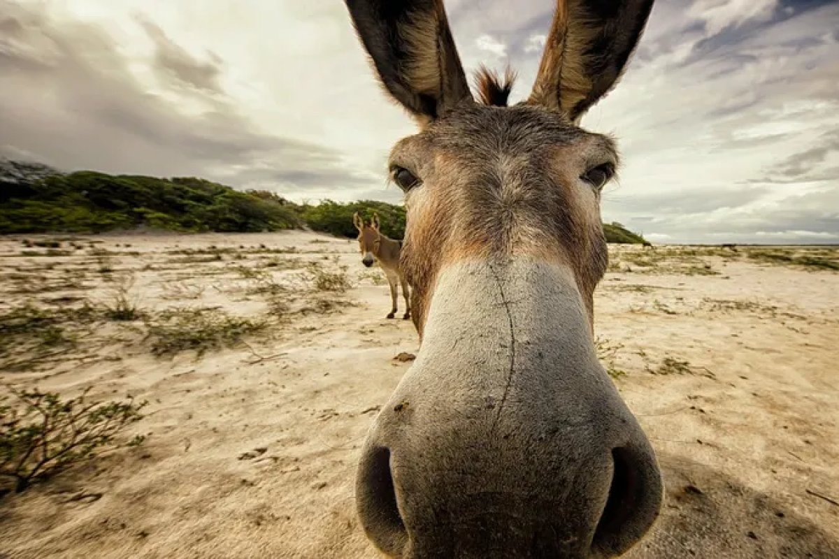 Cerca de 60% da população de jumentos no Brasil foi abatida para exportar à China, em 6 anos, revela pesquisa; animal pode entrar em extinção