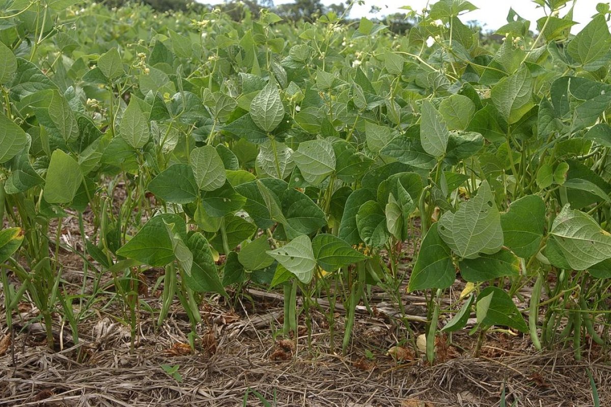 Produção mundial de alimentos deverá ter crescimento menor nos próximos 10 anos