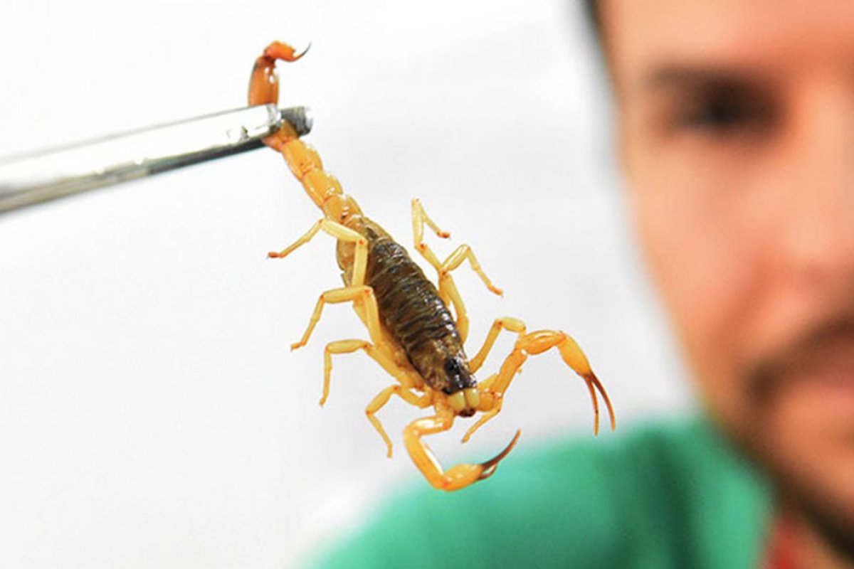 Criança e idoso morrem no interior da Bahia após picada de escorpião