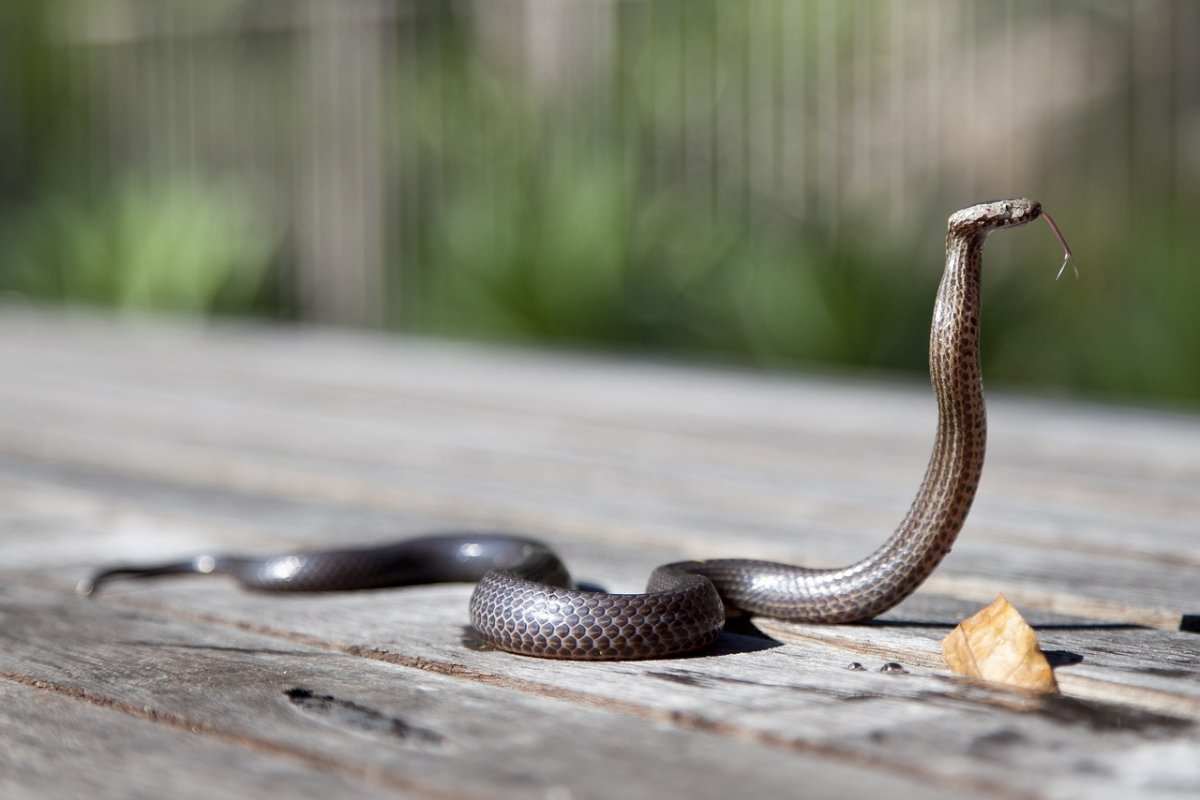 Cobra é encontrada em bebedouro de escola em Muquém de São Francisco
