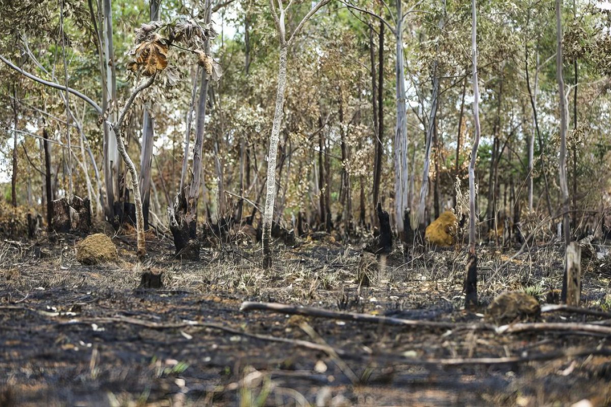 Brasil perdeu 2,8 milhões de hectares de vegetação nativa nos últimos 5 anos