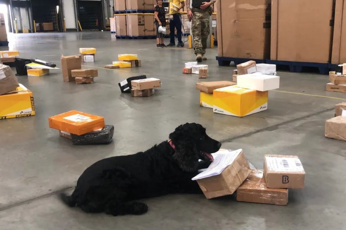 Drogas são encontradas dentro de encomendas dos Correios na Bahia